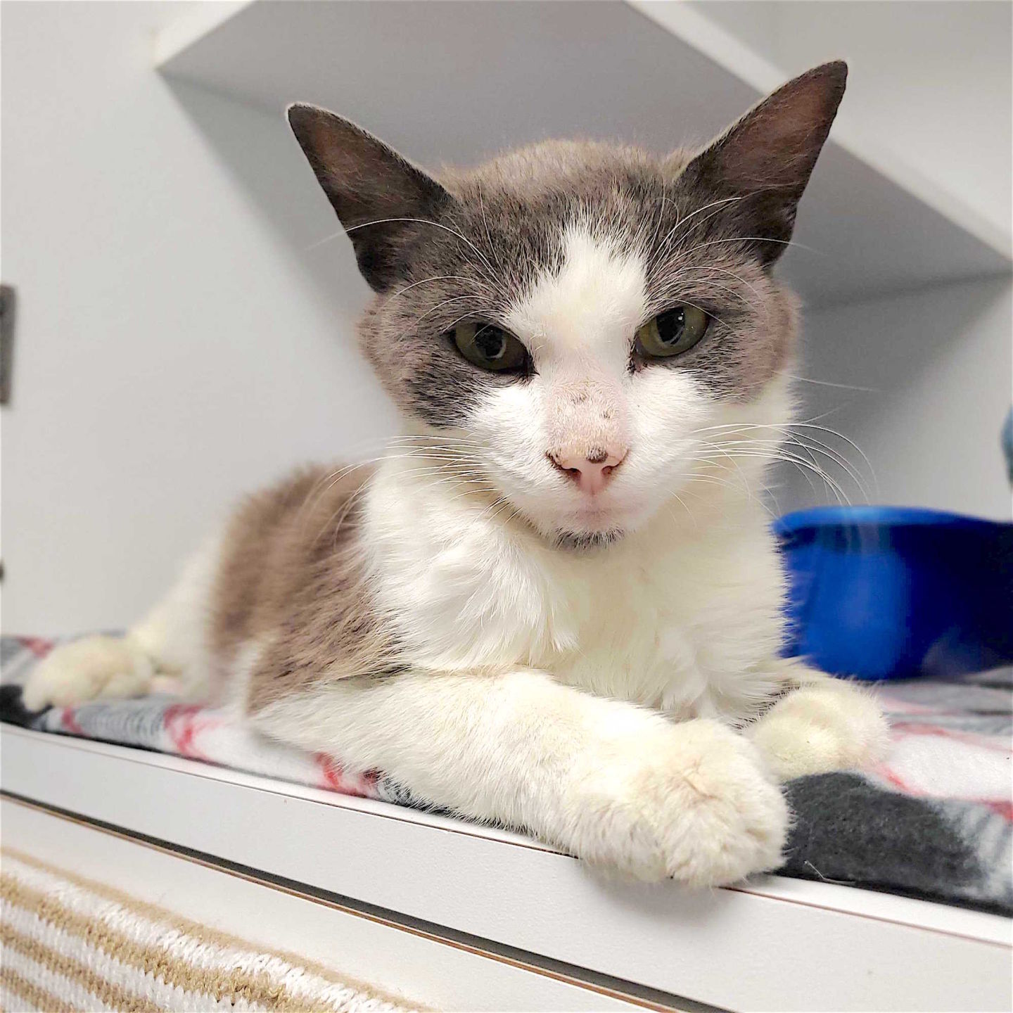 Pet of the week